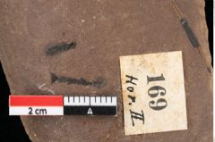 Foto (Detailansicht) von Glyptostrobus europaeus Brongniart (NHMW-GEO-2024-0188-0169)